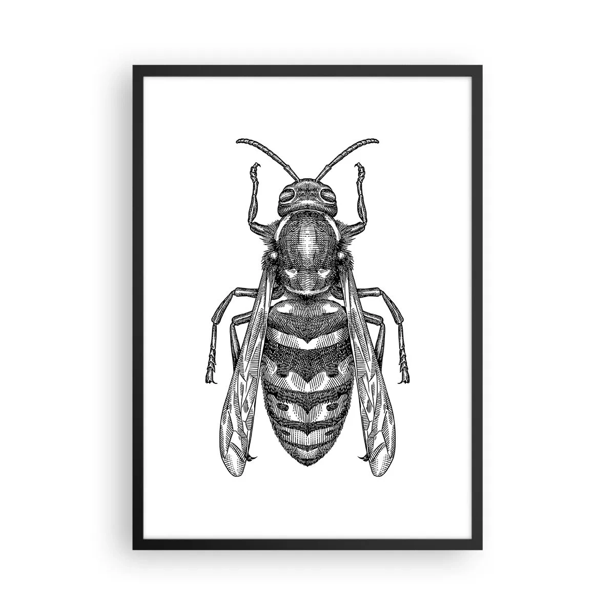 Plakát v černém rámu - Detailní ilustrace vosy - 50x70cm - Z hmyzí planety - Moderní nástěnná dekorace do obývacího pokoje a ložnice ARTTOR