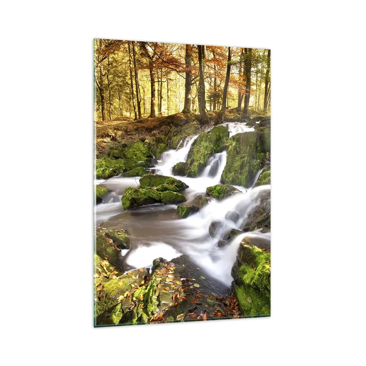 Obraz na skle - Chvatem podzimním lesem - 80x120 cm