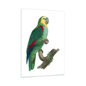 Obraz na skle - Portrét papouška - 50x70 cm