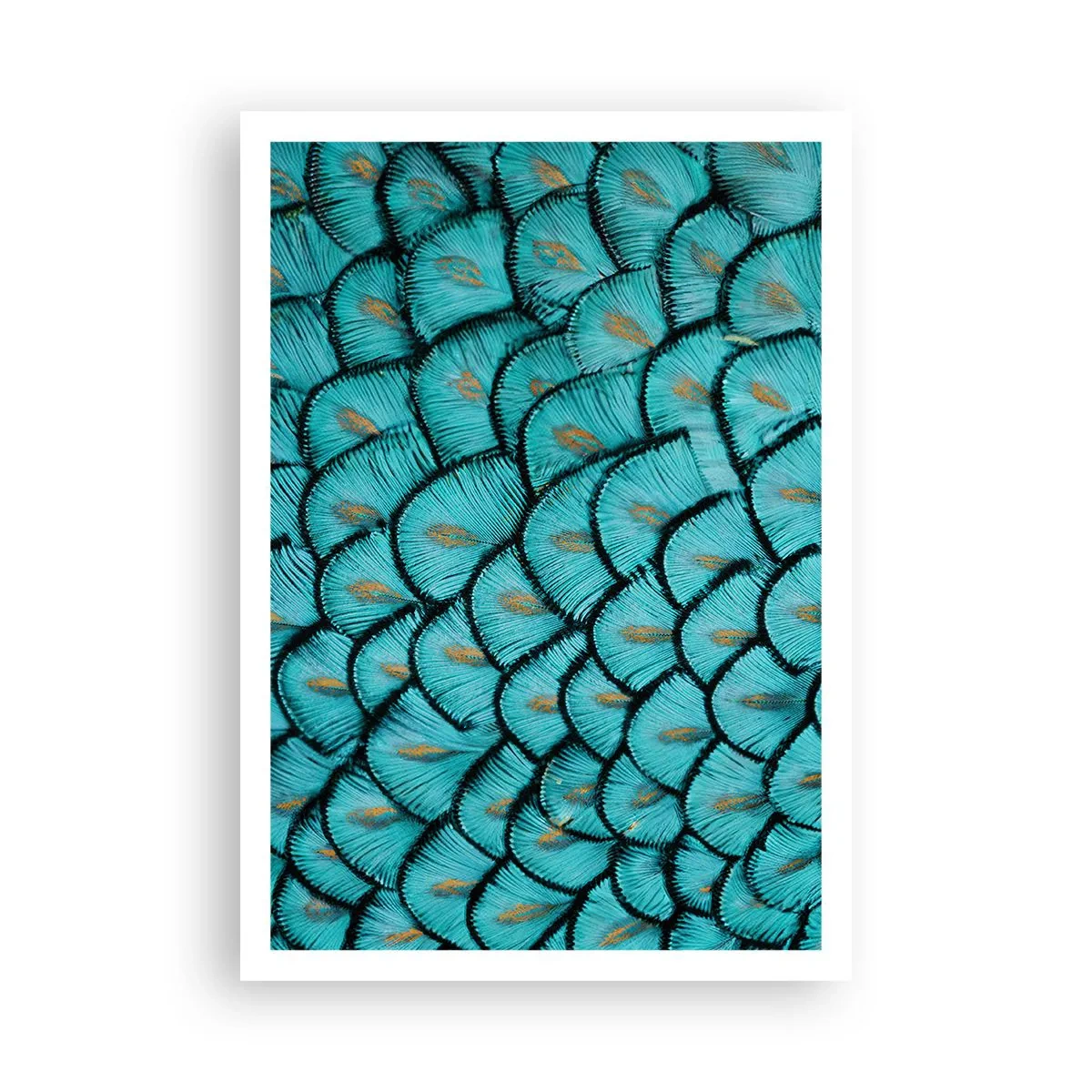 Plakát - Velká slavnost peří - 70x100 cm
