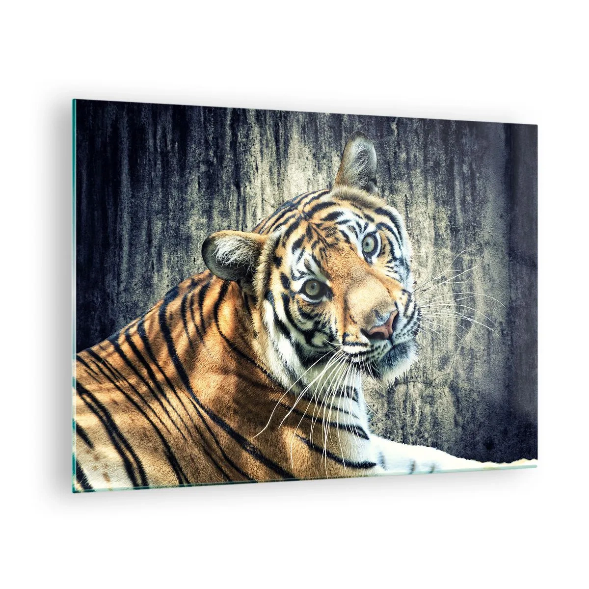 Obraz na skle - Tygr v přirozené póze u surové zdi - 70x50cm - Portrét v pramenech světla - Moderní nástěnná dekorace do obývacího pokoje a ložnice ARTTOR