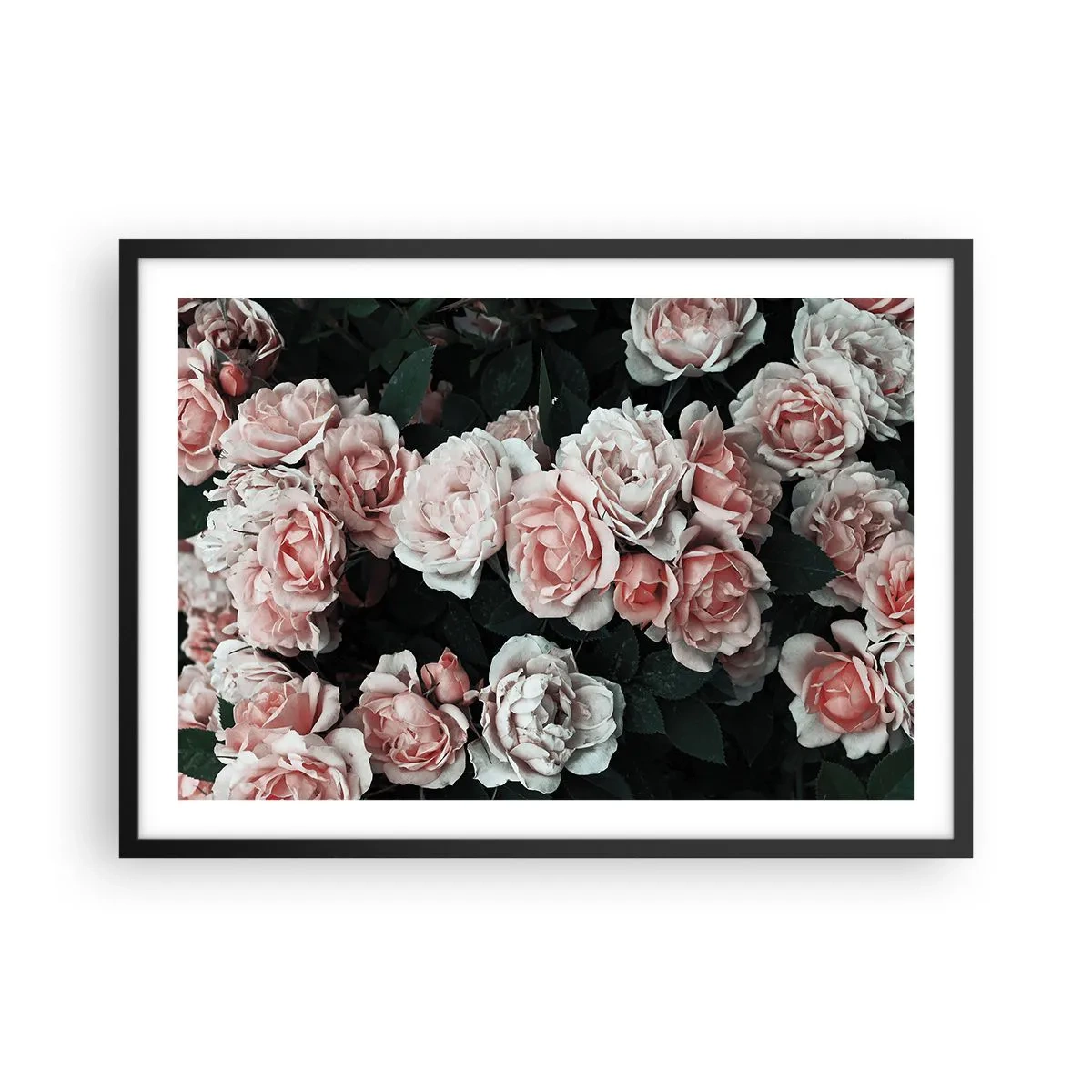 Plakát v černém rámu - Růžový ansámbl - 70x50 cm