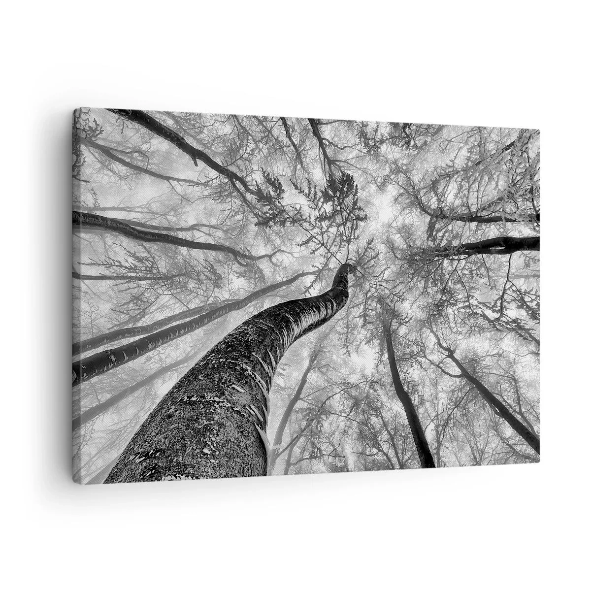 Obraz na plátně - Perspektiva stromů v lese při pohledu zespodu v odstínech šedé - 70x50cm - Závod ke světlu - Moderní nástěnná dekorace do obývacího pokoje a ložnice ARTTOR