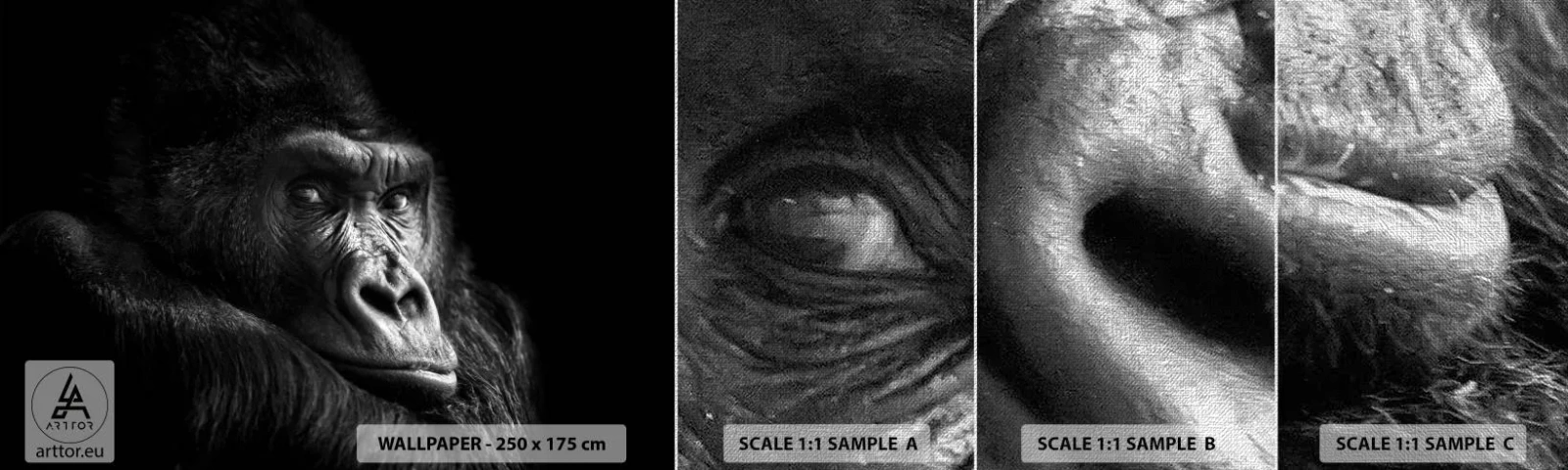 Vzor Fototapety Premium Canvas - Na co tak koukáš? - Opice, Gorila, Zvířata - 100x30 cm