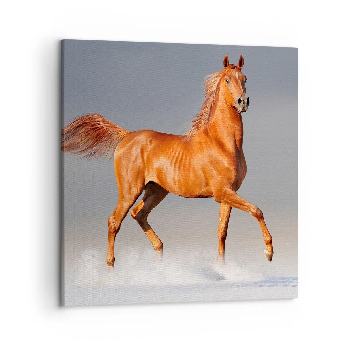 Obraz na plátně - Tančící elegance - 50x50 cm