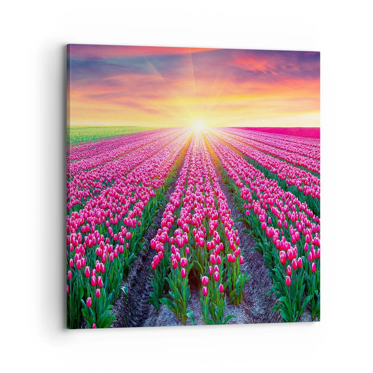 Obraz na plátně - Farma krásy - 70x70 cm