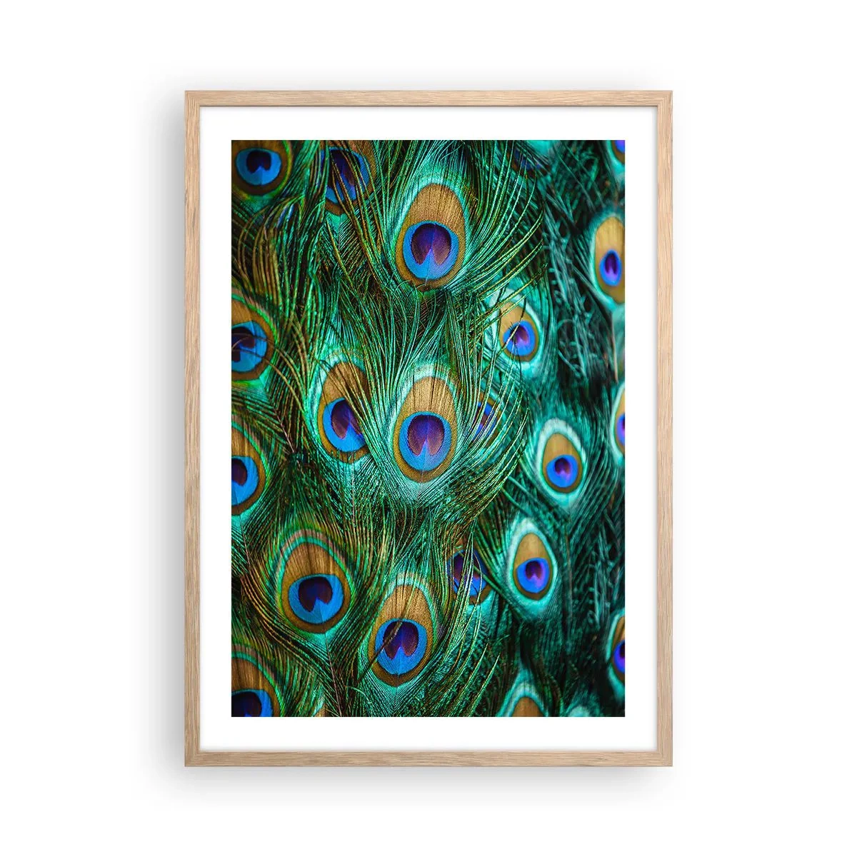 Plakát v rámu světlý dub - Paví pohled - 50x70 cm
