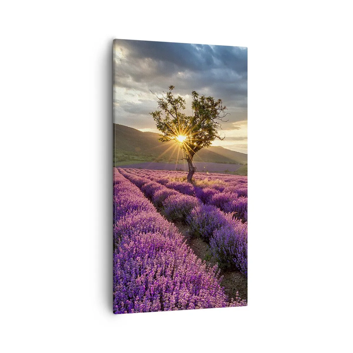 Obraz na plátně - Aroma v barvě lila - 55x100 cm