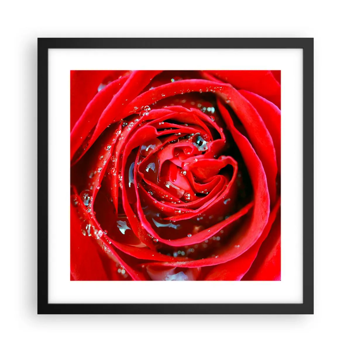 Plakát v černém rámu - V kapkách rosy - 40x40 cm