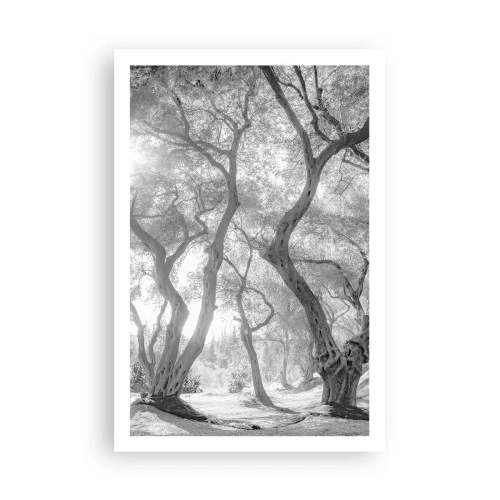 Plakát - V olivovém háji - 61x91 cm