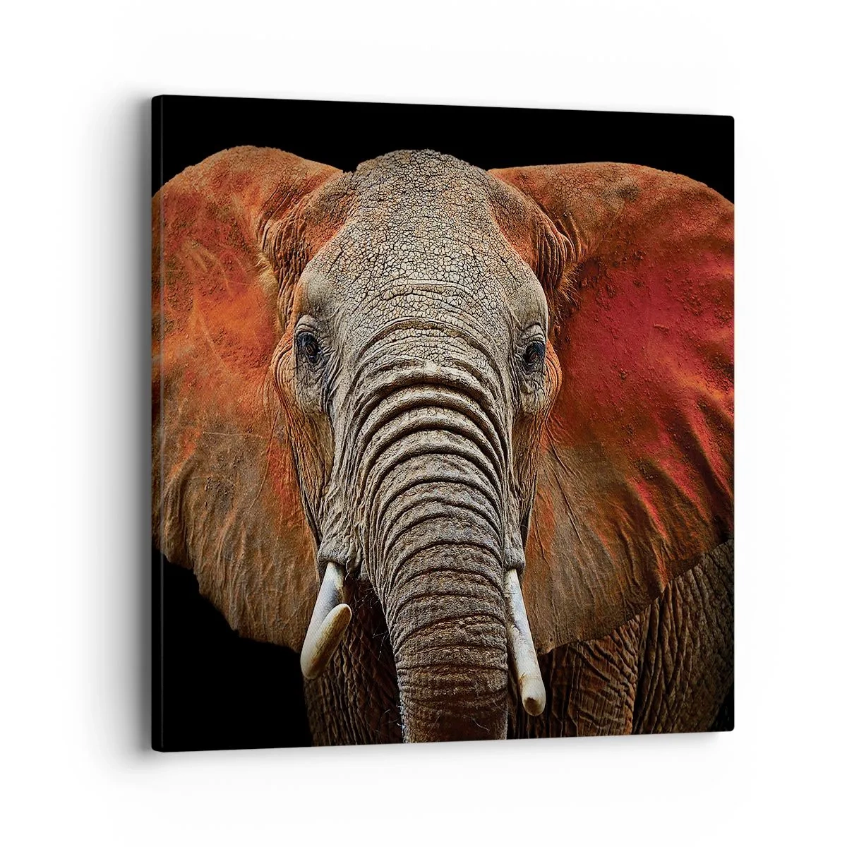 Obraz na plátně - Jsem divoký, a ty? - 40x40 cm