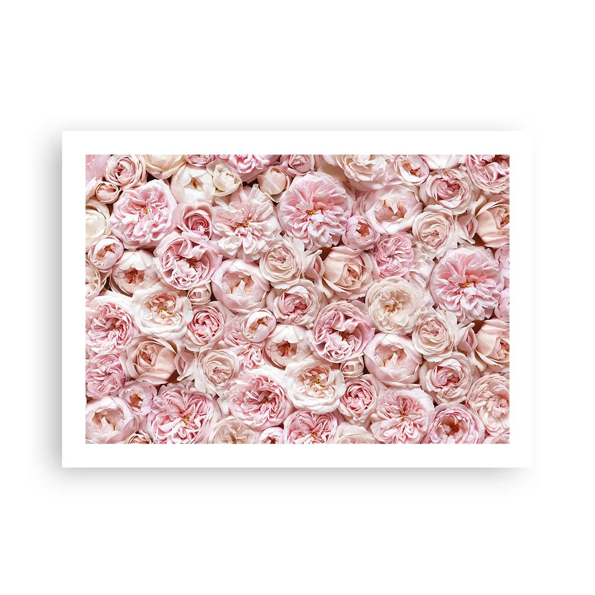 Plakát - Vydlážděná růžemi - 70x50 cm