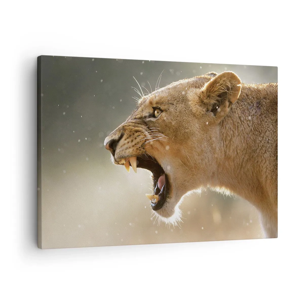 Obraz na plátně - Portrét řvoucí lvice v přirozeném světle - 70x50cm - Snaž se neposlouchat - Moderní nástěnná dekorace do obývacího pokoje a ložnice ARTTOR