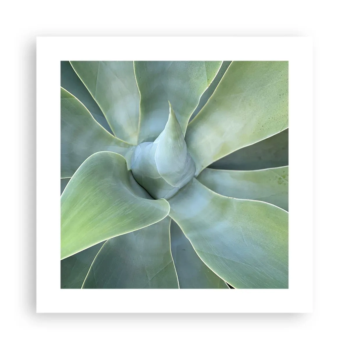 Plakát - Zrození zeleně - 40x40 cm