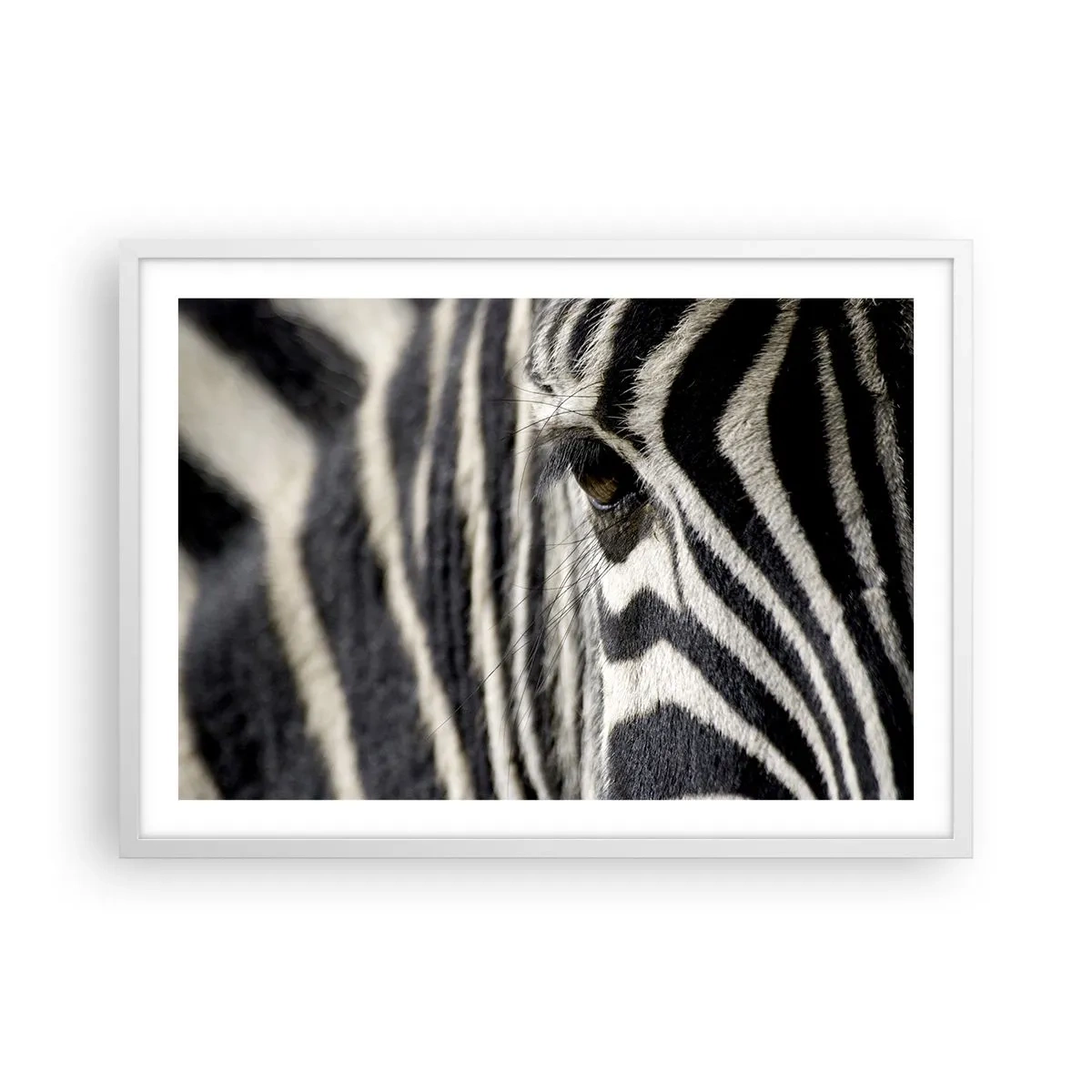 Plakát v bílém rámu - Portrét s pruhy - 70x50 cm