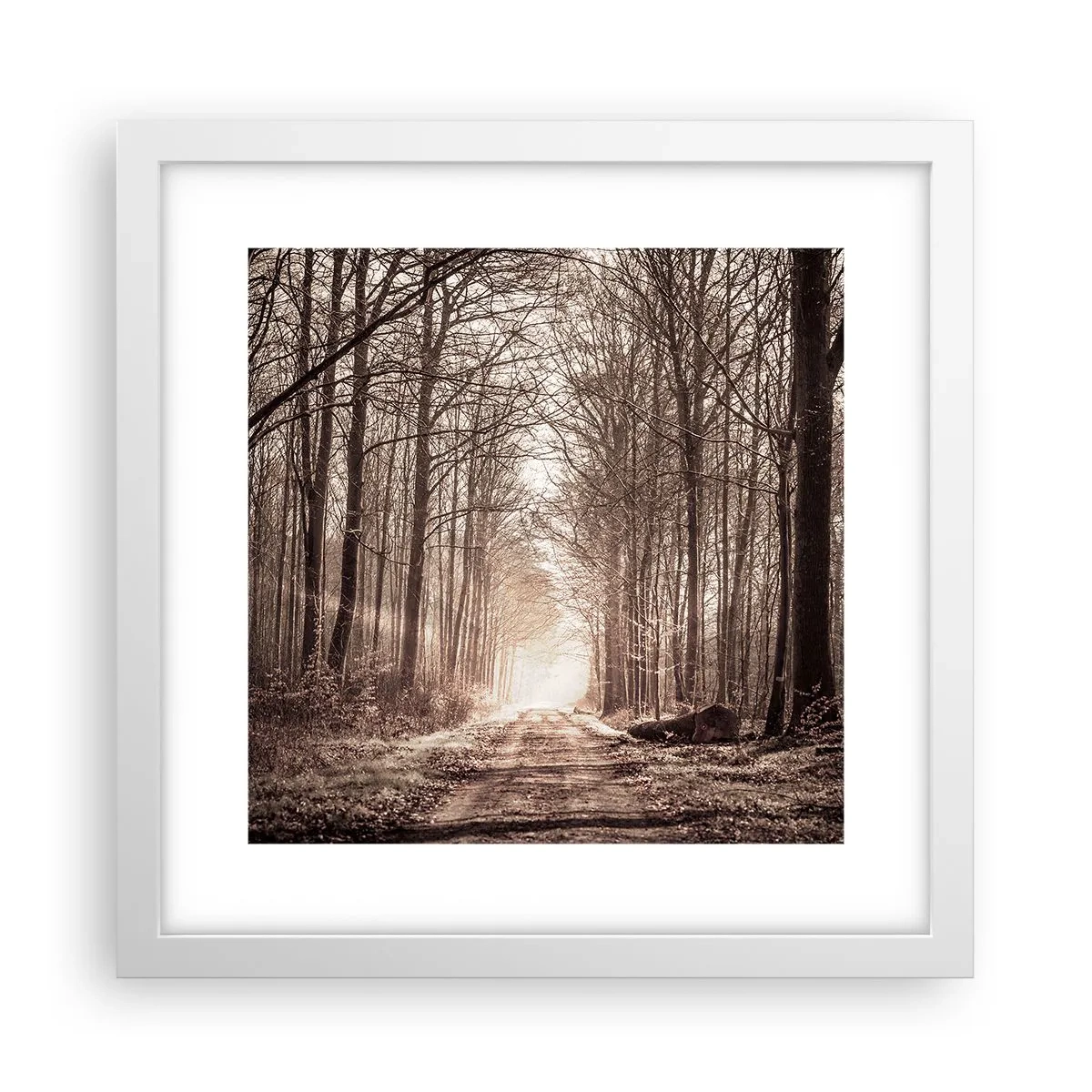 Plakát v bílém rámu - Lesní katedrála - 30x30 cm