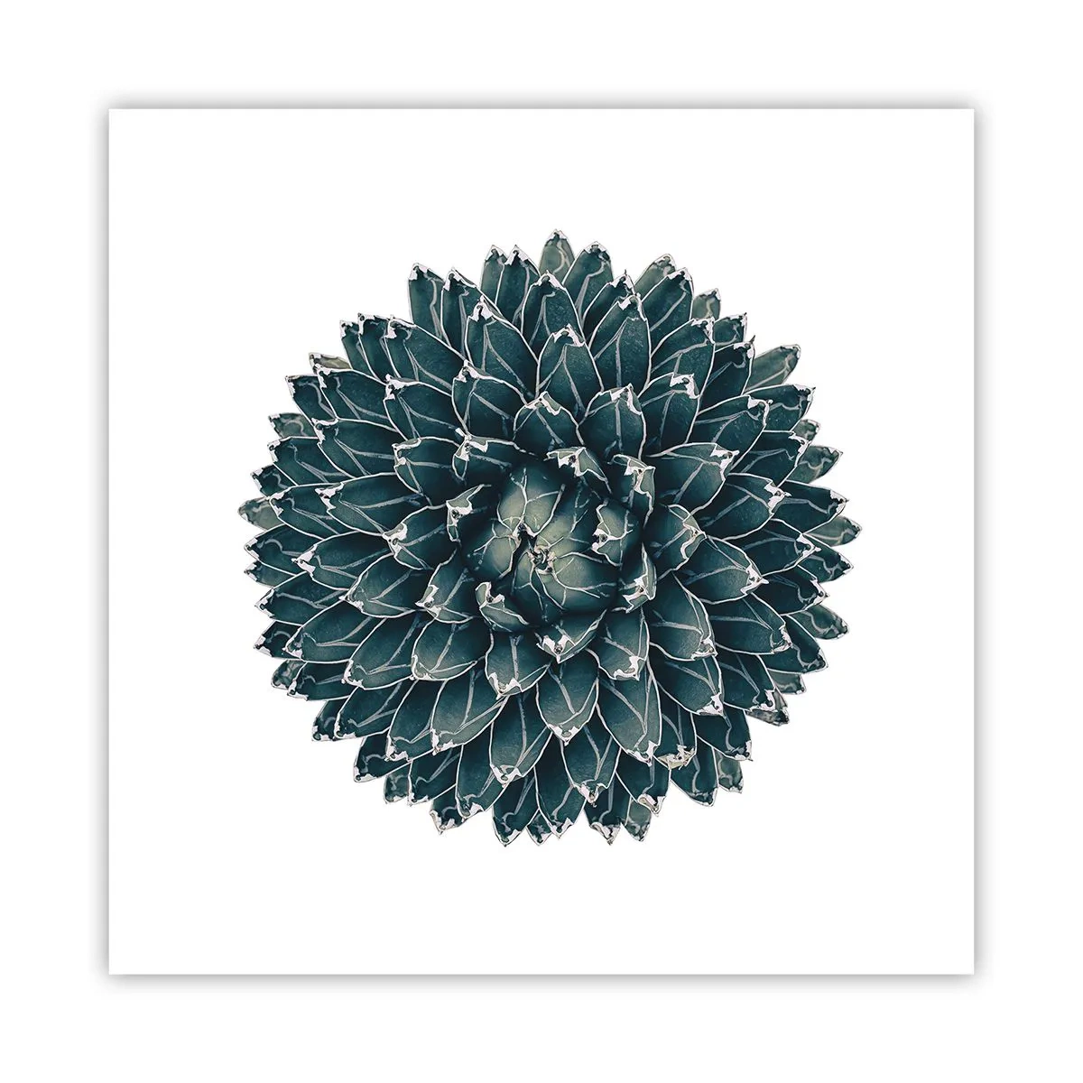Plakát - Hvězda pouště - 60x60 cm