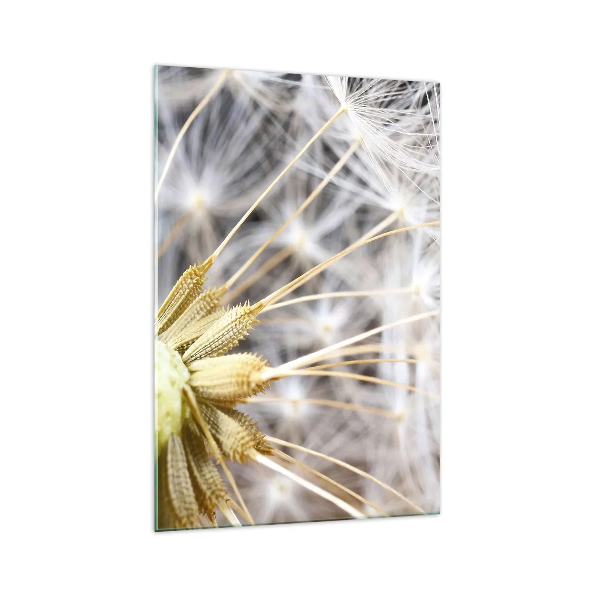 Obraz na skle - Těsně před odletem - 70x100 cm