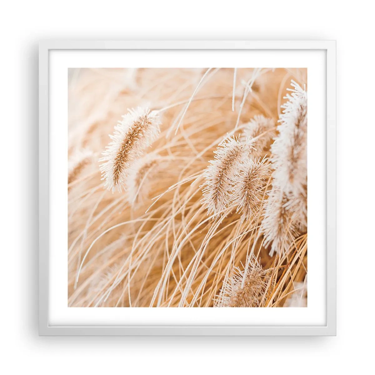 Plakát v bílém rámu - Zlaté šustění travin - 50x50 cm