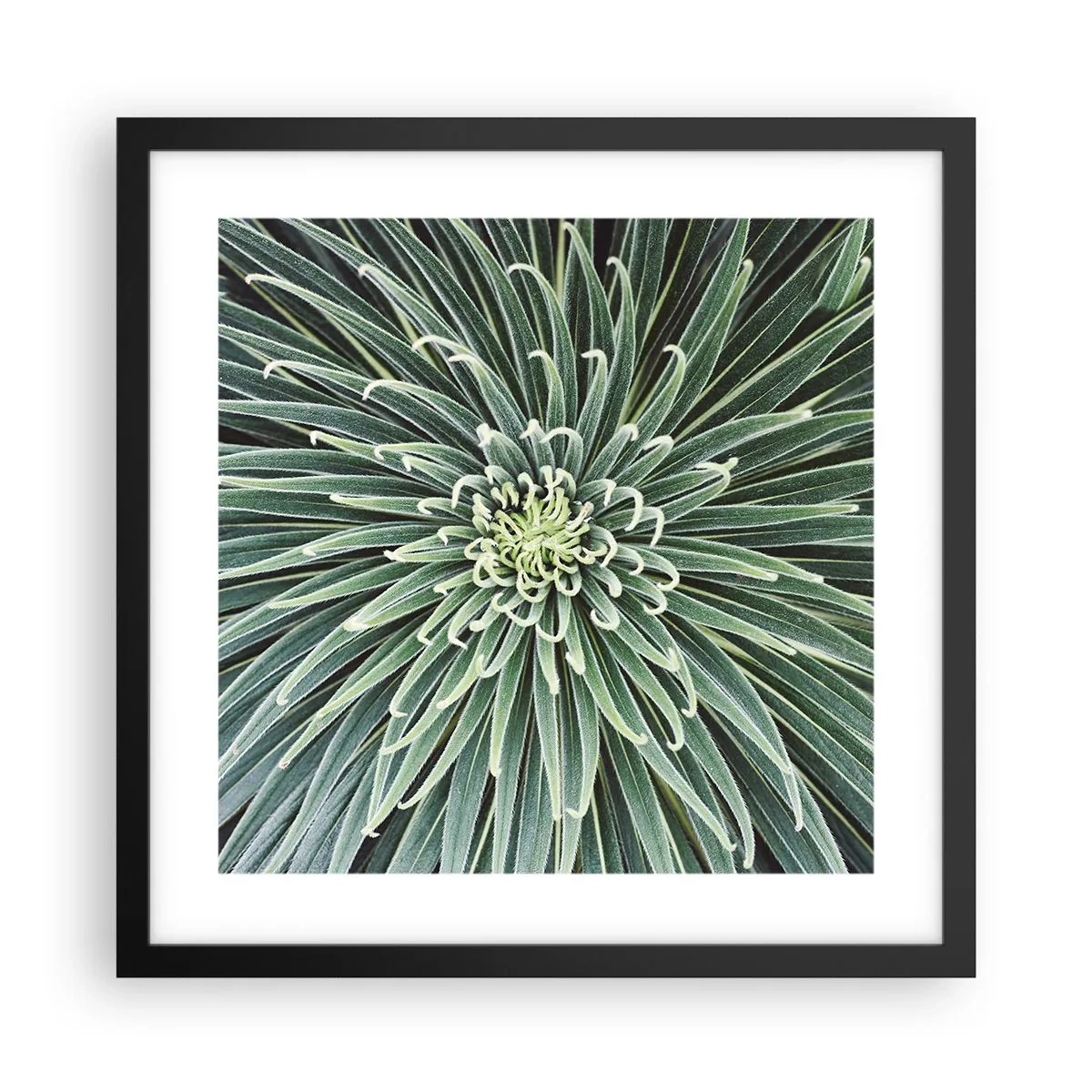 Plakát v černém rámu - Zrození hvězdy - 40x40 cm