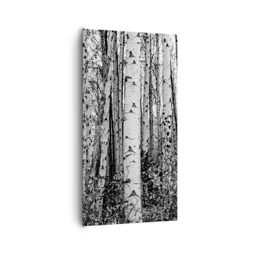 Obraz na plátně - Březová kolonáda - 65x120 cm