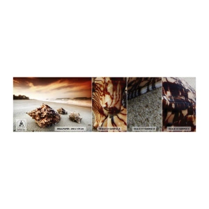Vzor Fototapety Premium Sand - Vyvrženci vln - Krajina, Moře, Mušle - 100x30 cm