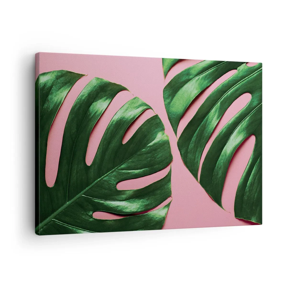 Obraz na plátně - Zelené listy monstery na růžovém pozadí - 70x50cm - Zelené rendez-vous - Moderní nástěnná dekorace do obývacího pokoje a ložnice ARTTOR
