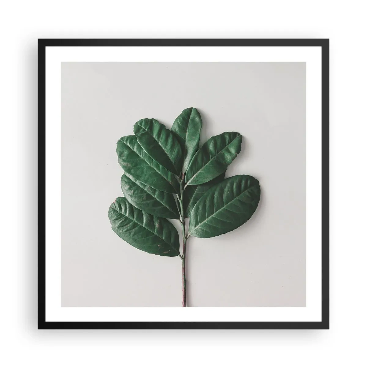 Plakát v černém rámu - Kresba samotné přírody - 60x60 cm