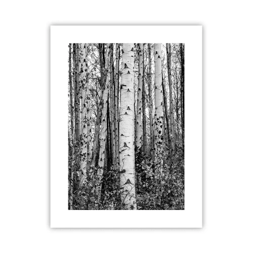 Plakát - Březová kolonáda - 30x40 cm