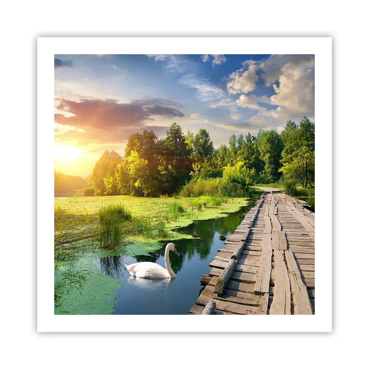 Plakát - Léto, léto všude - 60x60 cm