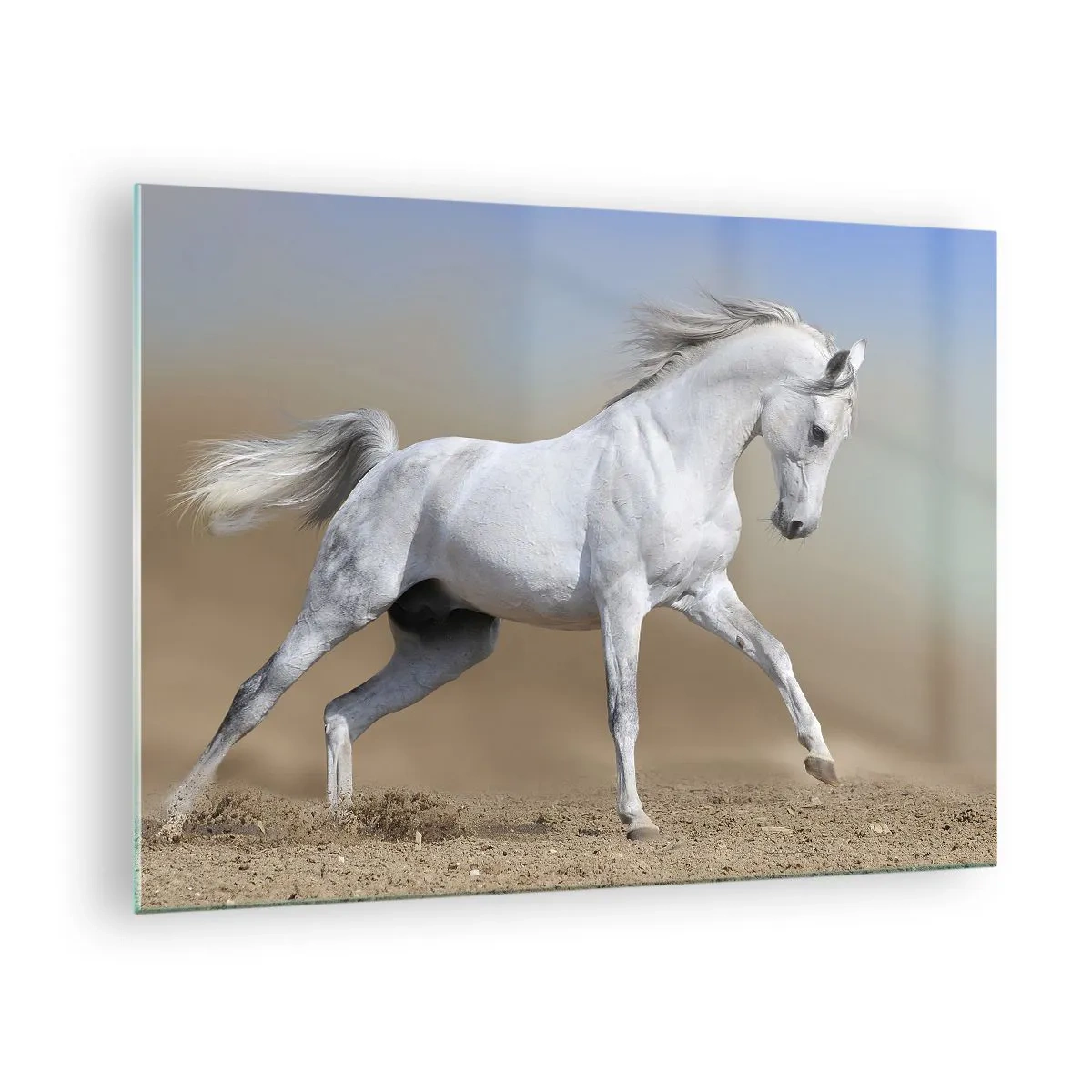 Obraz na skle - Bílý kůň cválající po písčité zemi - 70x50cm - Nejkrásnější arabská pohádka - Moderní nástěnná dekorace do obývacího pokoje a ložnice ARTTOR