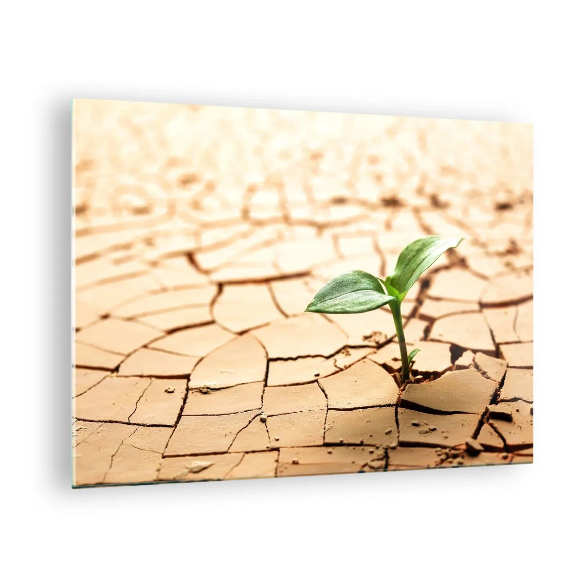 Obraz na skle - Mladá rostlina rostoucí ze suché, popraskané země - 70x50cm - Nespoutaná síla života - Moderní nástěnná dekorace do obývacího pokoje a ložnice ARTTOR