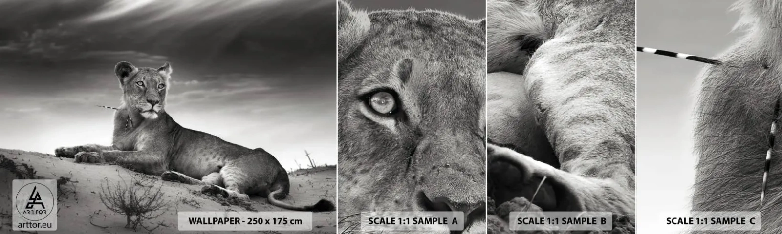 Vzor Fototapety Samolepicí Deluxe Sticker - Odpočinek královny pouště - Zvířata, Lev, Poušť - 100x30 cm