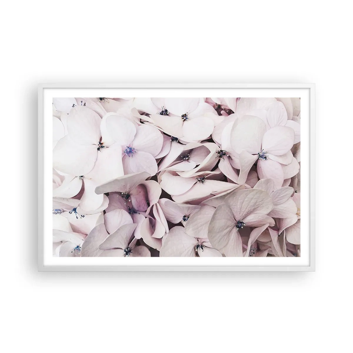Plakát v bílém rámu - V záplavě květin - 91x61 cm