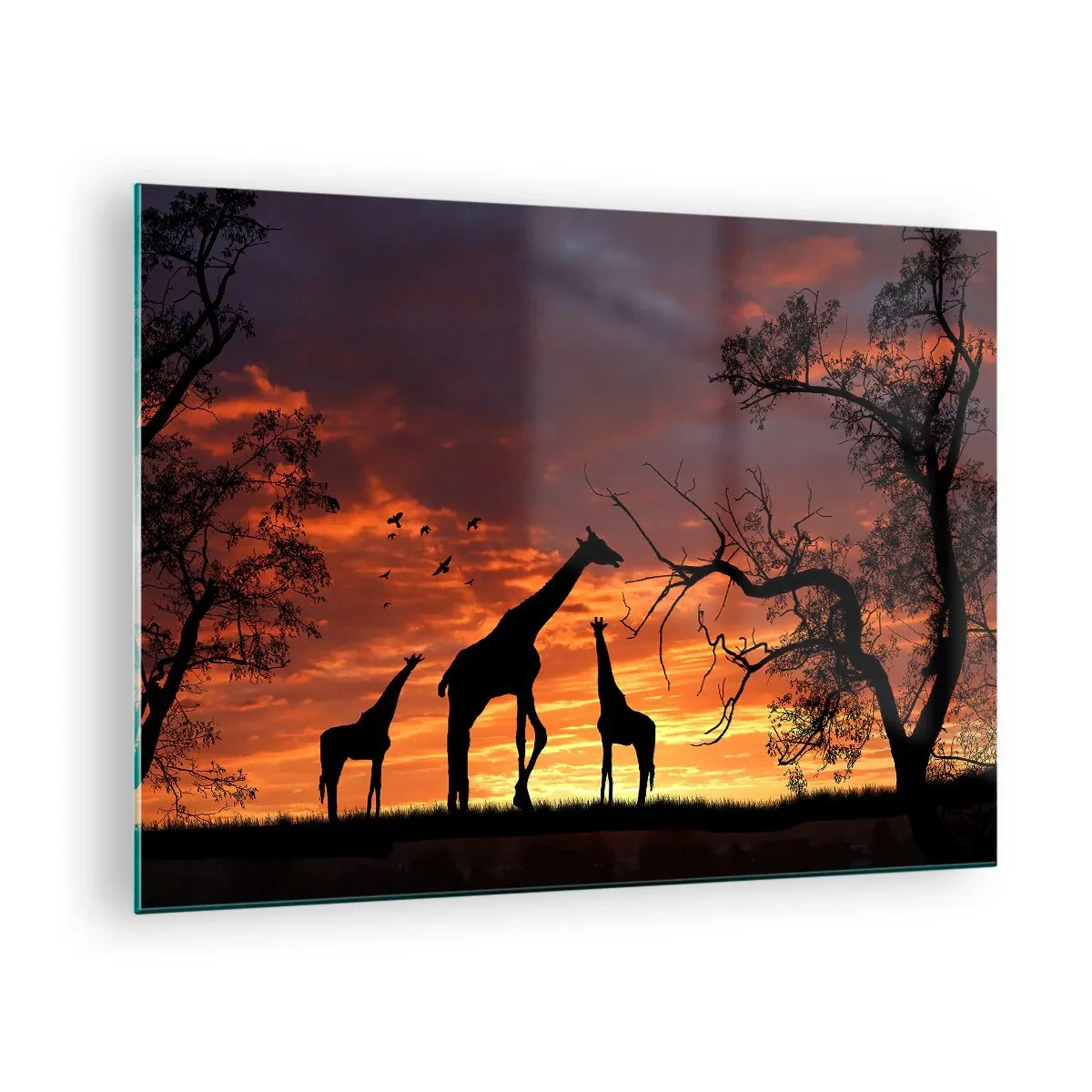 Obraz na skle - Siluety žiraf na pozadí západu slunce v africké krajině - 70x50cm - Malá večeře v kruhu nejbližších - Moderní nástěnná dekorace do obývacího pokoje a ložnice ARTTOR