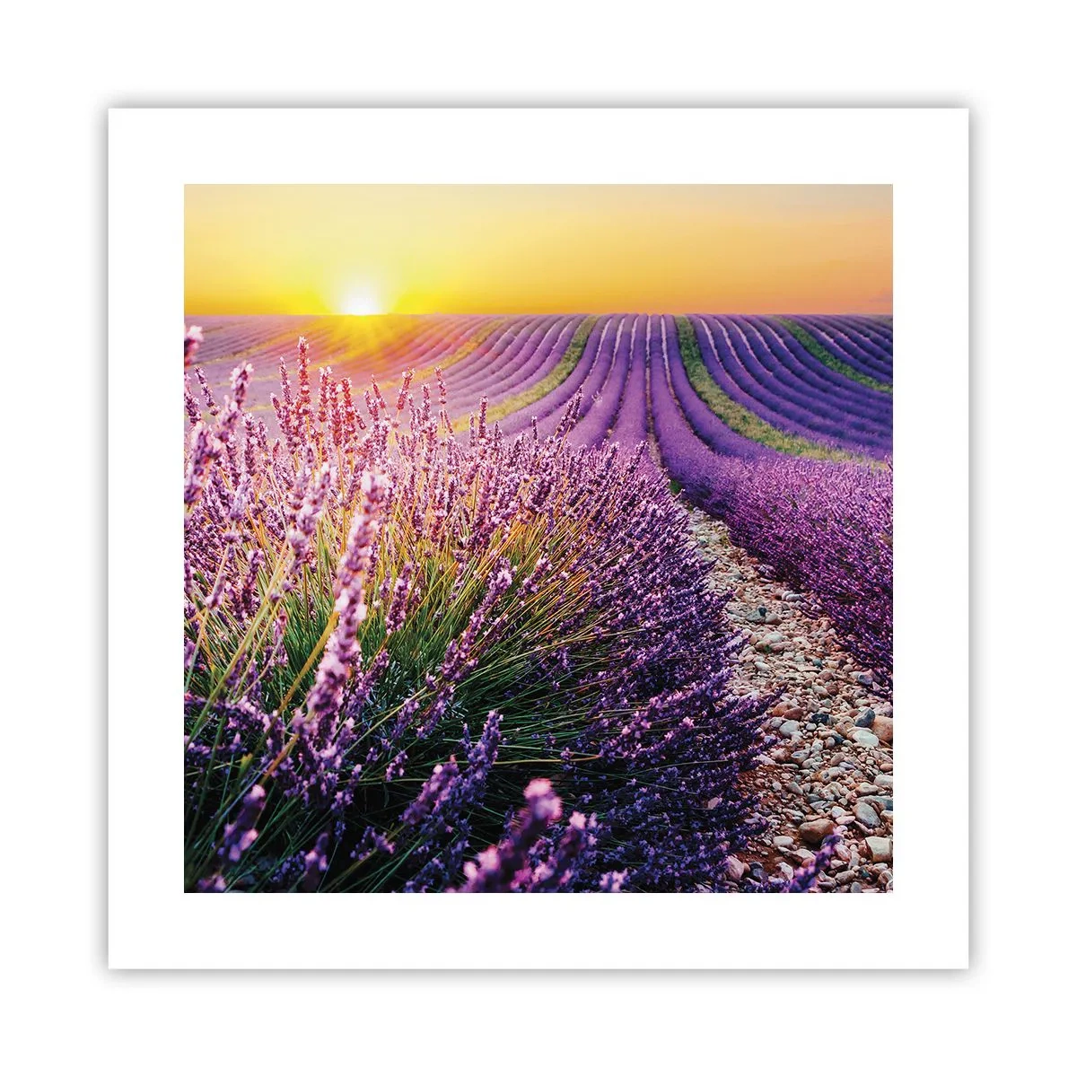 Plakát - Voňavý lán - 40x40 cm