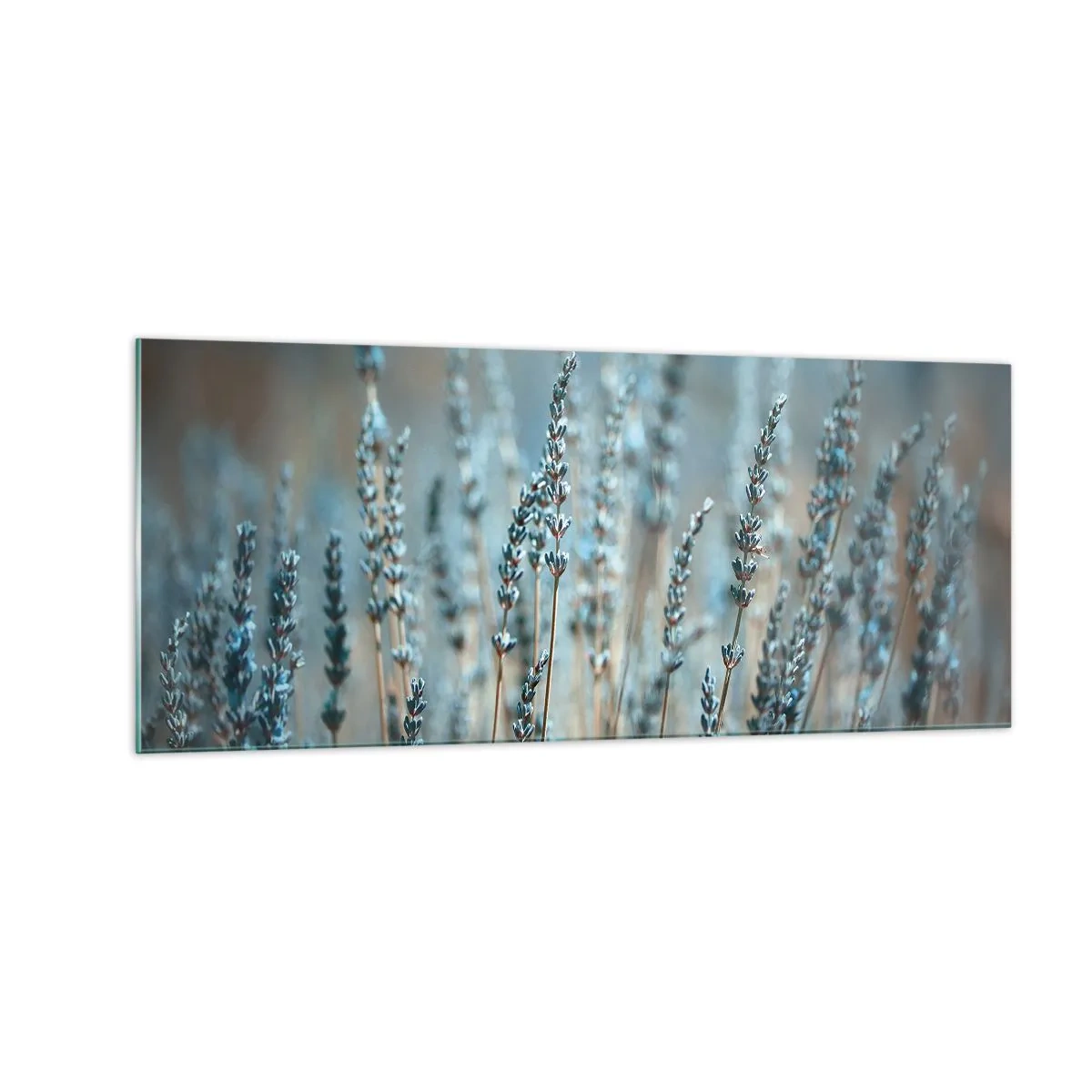 Obraz na skle - Voňavý lán - 100x40 cm