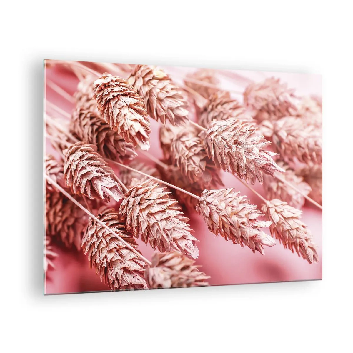 Obraz na skle - Sušené klasy kukuřice v odstínech růžové na pastelovém pozadí - 70x50cm - Květinová kaskáda v růžové - Moderní nástěnná dekorace do obývacího pokoje a ložnice ARTTOR