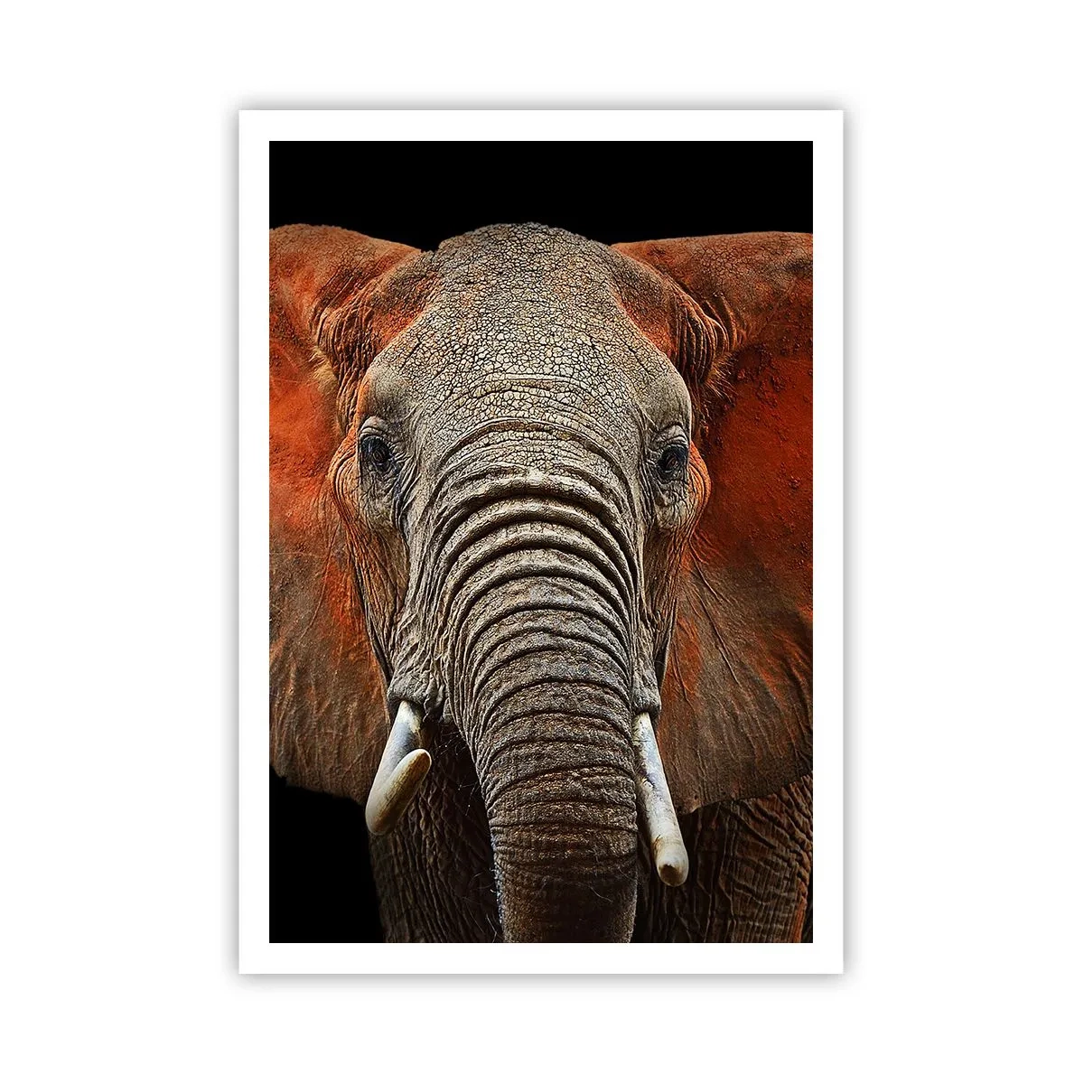 Plakát - Jsem divoký, a ty? - 70x100 cm