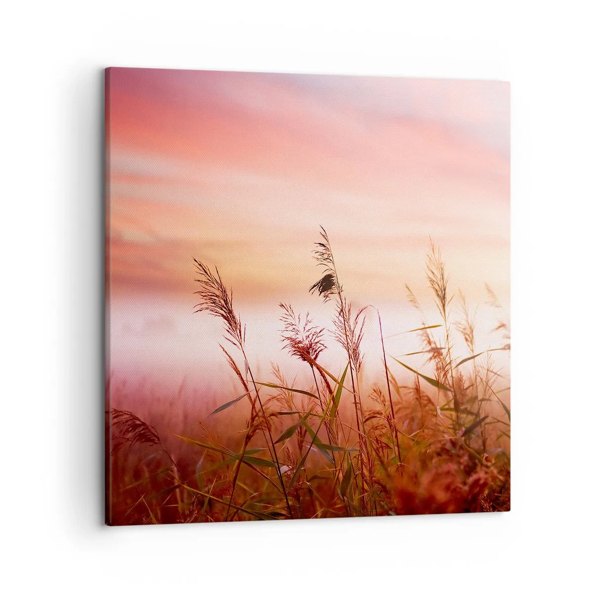 Obraz na plátně - Draci, pampelišky a vítr - 50x50 cm