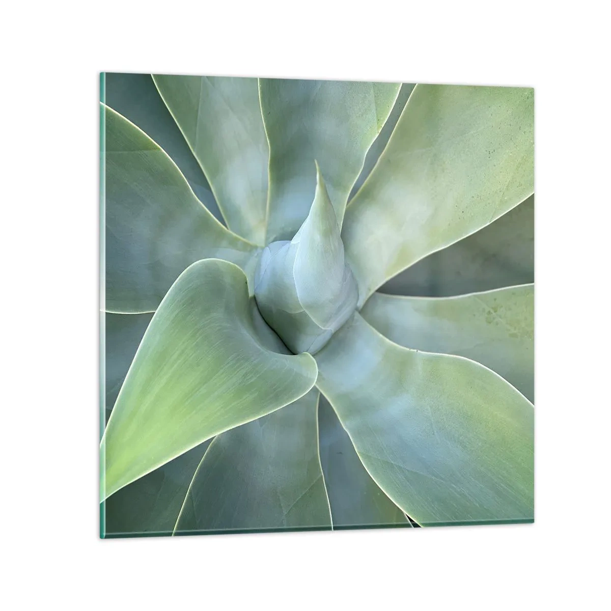 Obraz na skle - Zrození zeleně - 50x50 cm