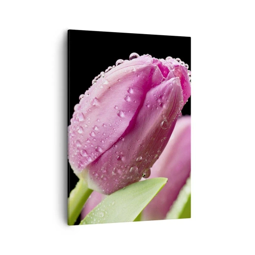 Obraz na plátně - Liliový sen v rose - 50x70 cm