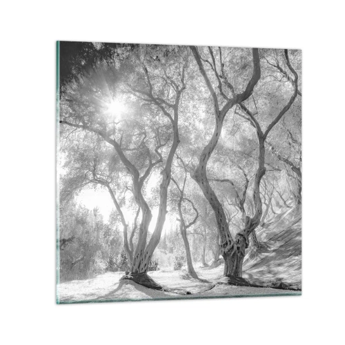 Obraz na skle - V olivovém háji - 70x70 cm