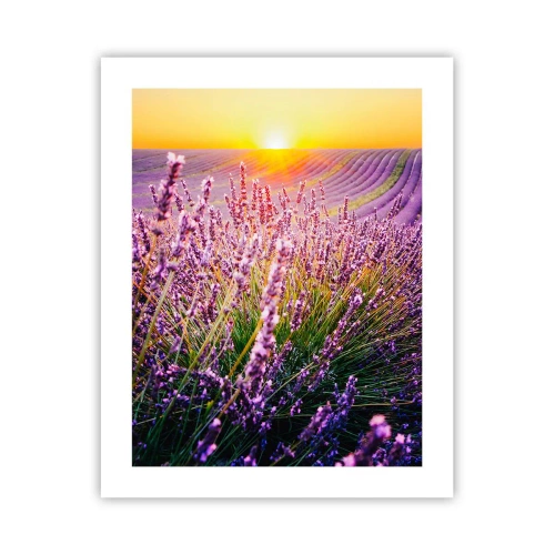 Plakát - Voňavý lán - 40x50 cm