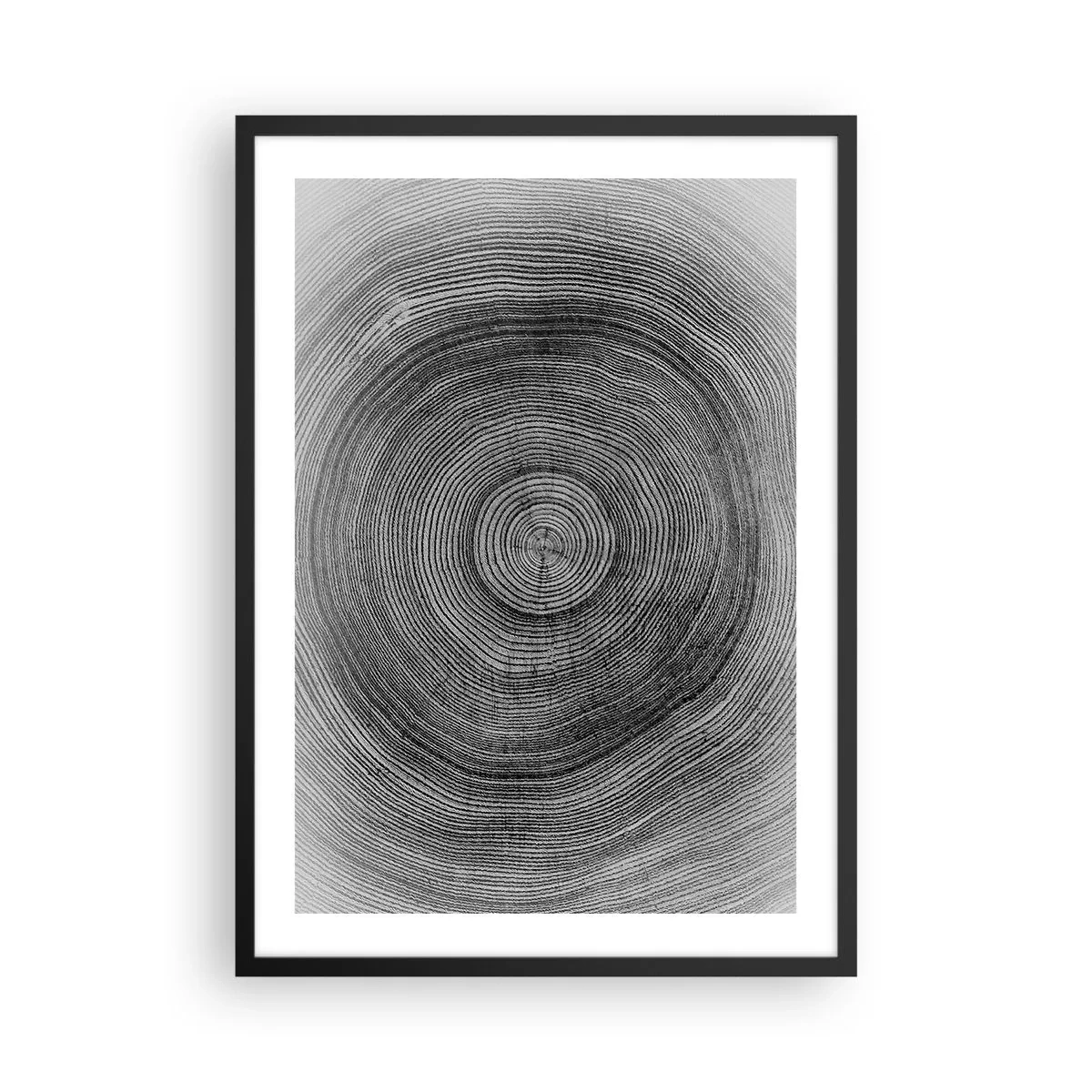Plakát v černém rámu - Černobílá grafika znázorňující průřez kmenem stromu - 50x70cm - Znamení doby - Moderní nástěnná dekorace do obývacího pokoje a ložnice ARTTOR