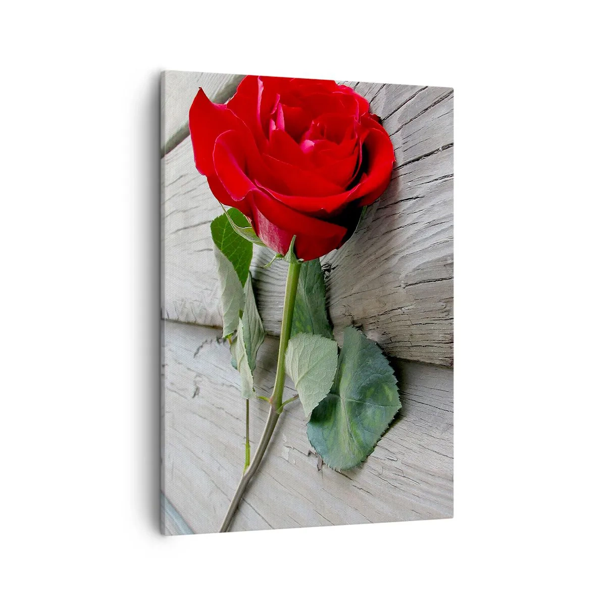 Obraz na plátně - Studie v šarlatové - 50x70 cm