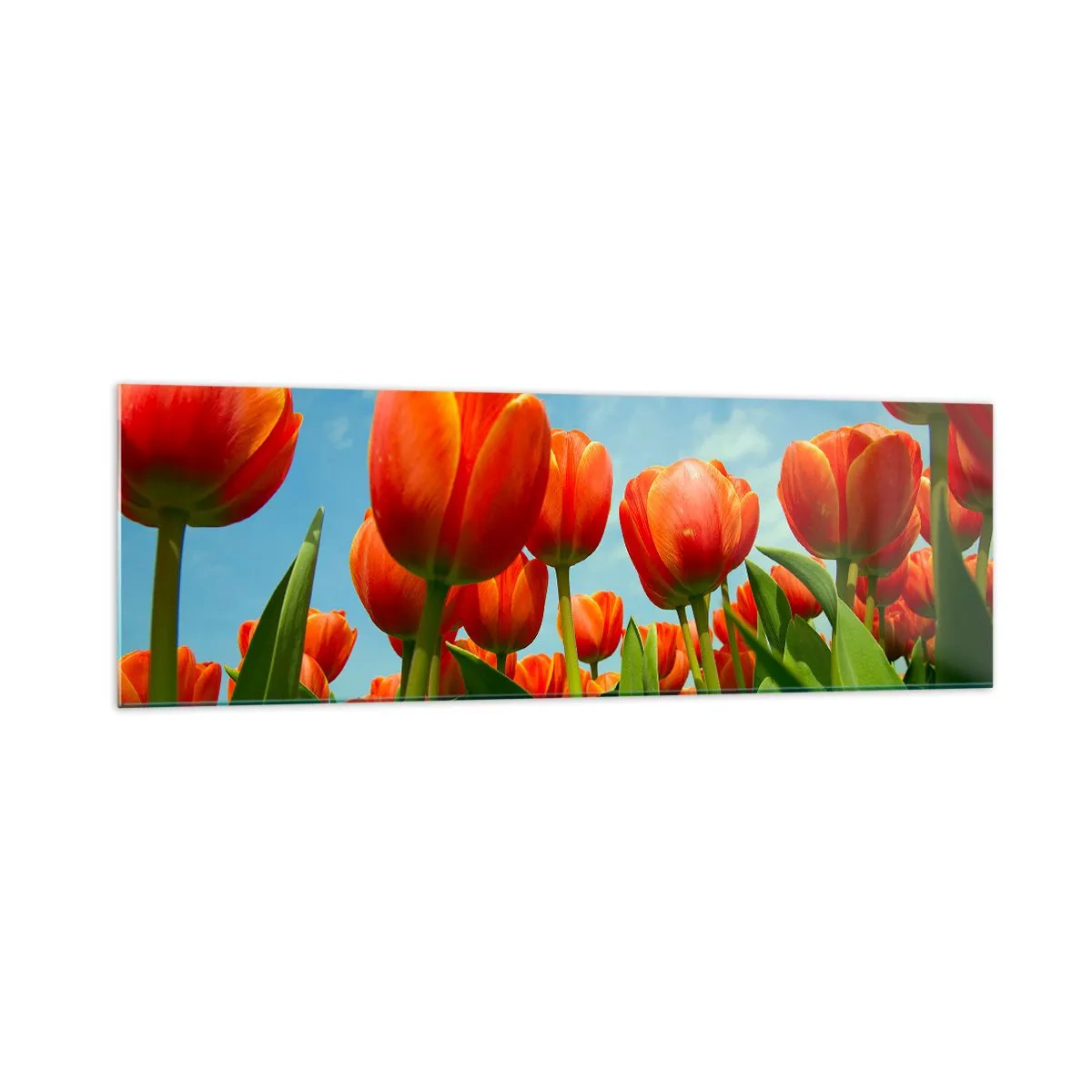Obraz na skle - Kromě blankytného nebe nic v životě nepotřebují - 160x50 cm