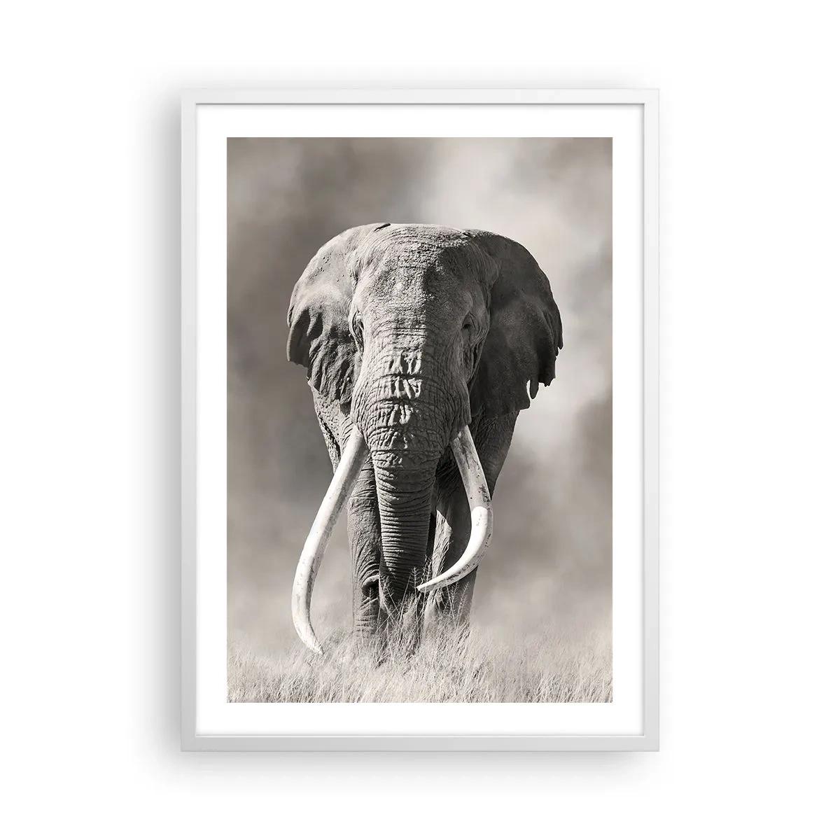 Plakát v bílém rámu - Africký patriarcha - 50x70 cm