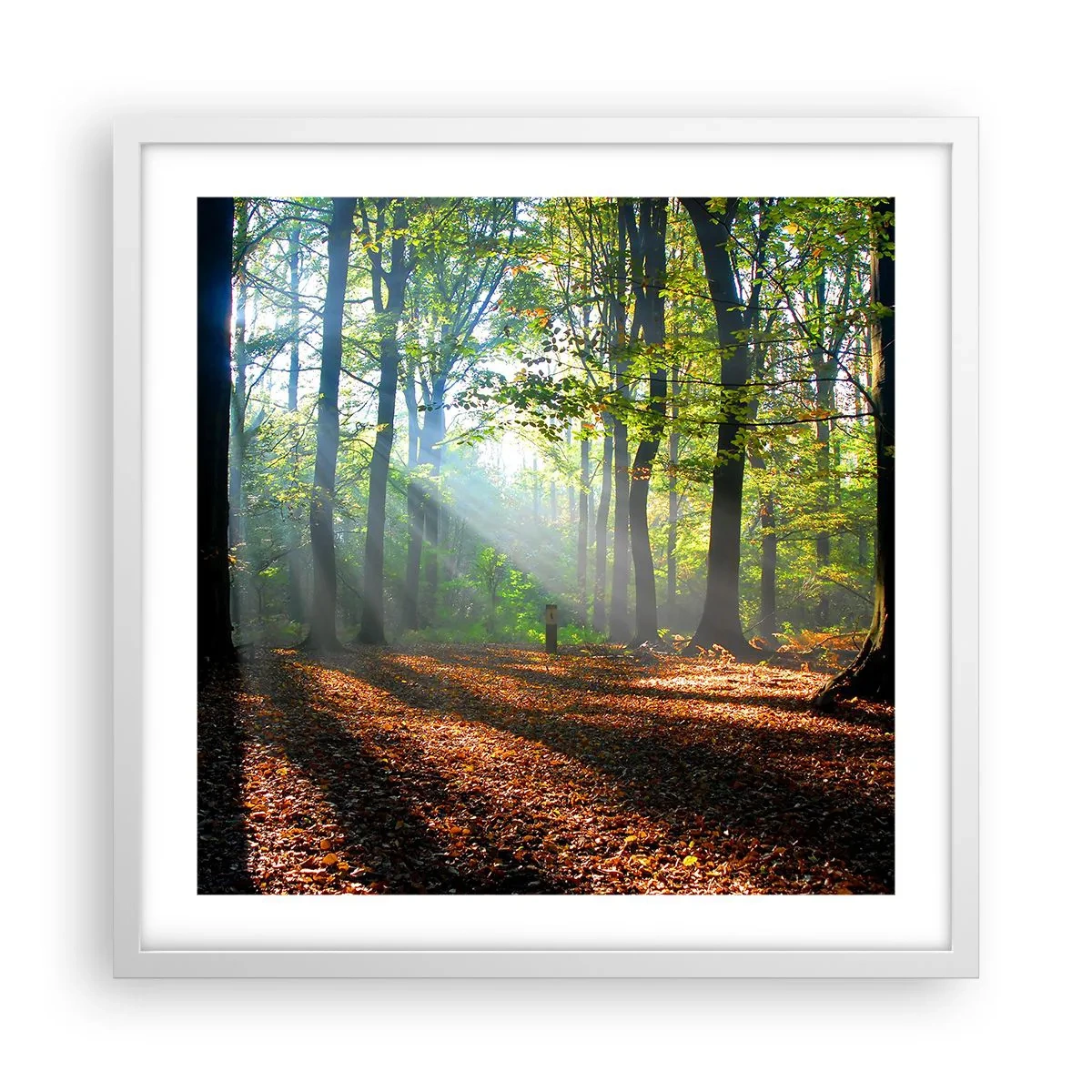 Plakát v bílém rámu - Světla a stíny - 50x50 cm