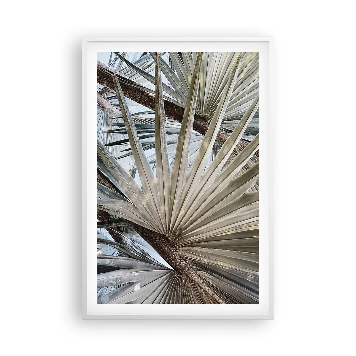Plakát v bílém rámu - Vějíře v tropech - 61x91 cm